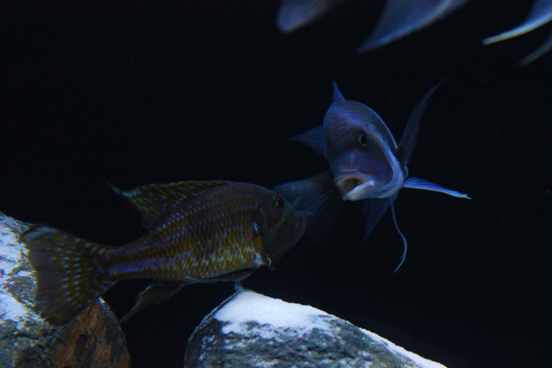 Gnathochromis permaxillaris 'Zambia'
